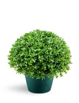 National Tree Company Artificial Shrub Includes Pot Base 13 Inches, Green. Fixed Price $65.99.