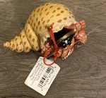 Christmas Pirate Hermit Crab Cape Shore Coastal Resin Beachy Ornament 3X2X2 Nwt. Fixed Price $13.31.