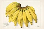 11987.DECORATION Poster.home Interior Design.room Wall Art.bananas. Fixed Price $57.00.
