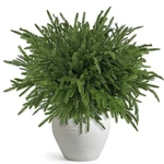16 Pcs Christmas Norfolk Pine Branches 18.5", Faux Stems Real To.... Fixed Price $31.67.