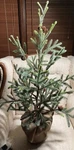 Pottery Barn Faux Pine Christmas Tree Burlap Wrapped Terra Cotta. Fixed Price $110.00.