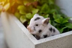 Baby Piglet Sitting Figure Garden Statue Table Decoration, Home/farm. Fixed Price $30.50.