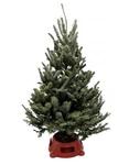 3'-4' Fraser Fir Christmas Tree With Stand. Fixed Price $299.00.