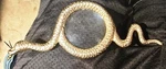 Objet Heavy Gold Metal Detailed Coiled Snake Magnifying Glass Red Ruby Eyes. Fixed Price $100.00.