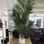 Artificial Palm Tree Green Plastic Houseplant Decorative Tropical 4FT Tall. Fixed Price $27.00.