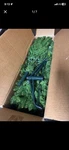 National Company 6.5 Ft Pre-lit Green Christmas Tree, 650 Lights, 1227 Tips. Fixed Price $60.00.