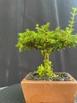Serrisa Japonica Super Micro Bonsai Tree 01 Actual Real Picture. Fixed Price $289.00.