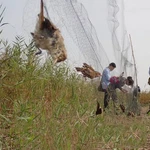 Professional Anti Bird Catcher Netting Pond Fishing Traps Crops Fruit Tree V. Fixed Price $10.99.