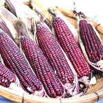 Bloody Butcher Corn Heirloom / Non-gmo Free Ship Store 1112. Fixed Price $209.39.