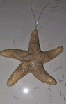 Sparkly Starfish Christmas Ornament Coastal & Beach Holiday Decor. Fixed Price $11.40.