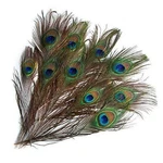 Natural Peacock Feathers For Diy Home Holiday Decorations Wedding - 5. Fixed Price $9.88.