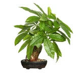 16 Inch Fake Money Tree Artificial Indoor Potted Fortune Plant Black. Fixed Price $45.10.
