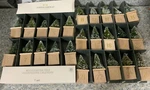 Threshold Christmas Bottlebrush 25 Tree Countdown Calendar Shown. Fixed Price $28.89.