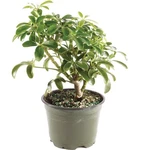 Small Hawaiian Umbrella Bonsai Tree - Indoor Beauty With Good Fortune Energy. Fixed Price $35.11.