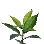 Vickerman 5' Potted Artificial Green Nandina Tree.. Fixed Price $125.44.