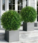 Set Of 2 Uv Resistant Artificial Eucalyptus Topiary Balls For Outdoor Decor. Fixed Price $108.99.