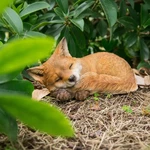 Fox Pup Sleeping Garden Yard Statue Decoration Home Animal Sculpture. Fixed Price $46.32.