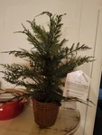 My Texas House 2FT Cypress Pre- Lit Artifical Christmas Tree Hot Item Brand New. Fixed Price $69.99.