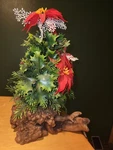 Vtg Artificial Poinsettia Tree On Burl Wood Base Holiday Christmas Cor 13". Fixed Price $100.00.