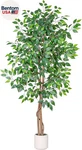 6FT Artificial Ficus Tree With White Planter, Realistic Faux Silk Indoor Outdoor. Fixed Price $82.00.