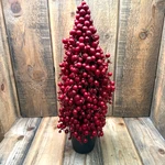 Pottery Barn Faux Potted Berry Cluster Cone Tree 18" Red Holiday Christmas. Fixed Price $49.00.